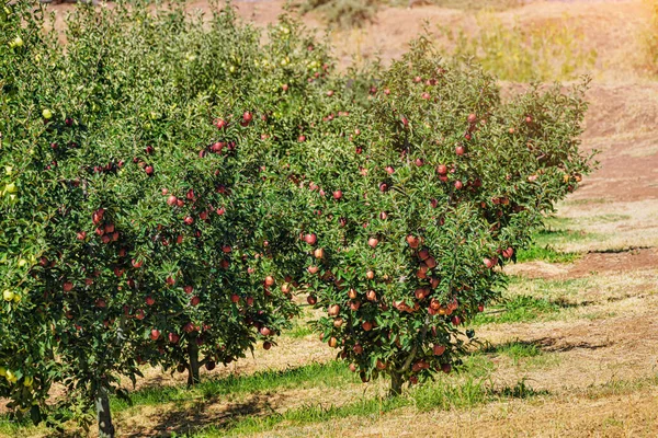 Apple plantations on a farm with a rich harvest. Agriculture and eco organic fruits
