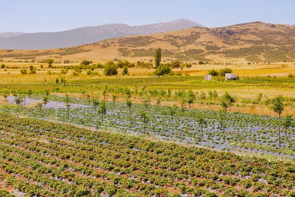 イチゴや他の作物の農場や農業プランテーション 生産性と環境に優しい収穫 — ストック写真