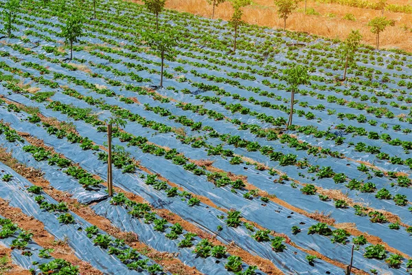 イチゴや他の作物の農場や農業プランテーション 生産性と環境に優しい収穫 — ストック写真
