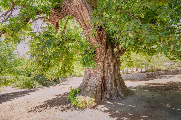 Chestnut Tree Formidable Trunk Natural Wonder Reminding Power Majesty Nature — Stock Photo, Image
