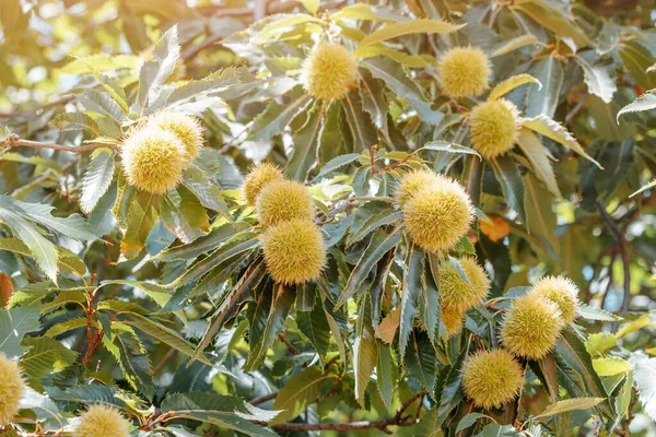 photo showcases the plentiful bounty of chestnuts on the tree, with clusters of shiny brown nuts weighing down the branches.