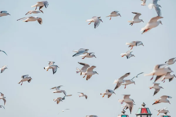 Bevittna Den Graciösa Flykten Flock Måsar När Svävar Genom Den — Stockfoto