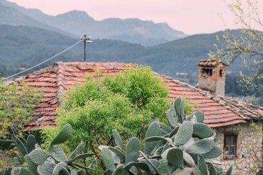 Eski köy evinin yakınındaki kaktüs. Akdeniz manzarası