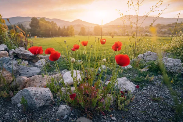 Rote Mohnblumen Bei Lebendigem Sonnenuntergang Auf Dem Land — Stockfoto