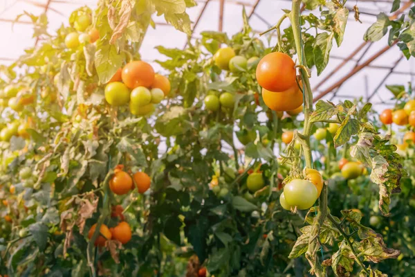 素朴な農場の温室でトマトを熟す — ストック写真
