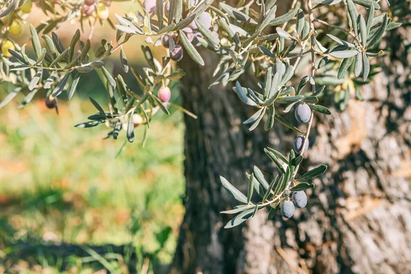 緑豊かなオリーブ畑のオリーブの木の列をきれいに並べ 鮮やかなストックフォト — ストック写真