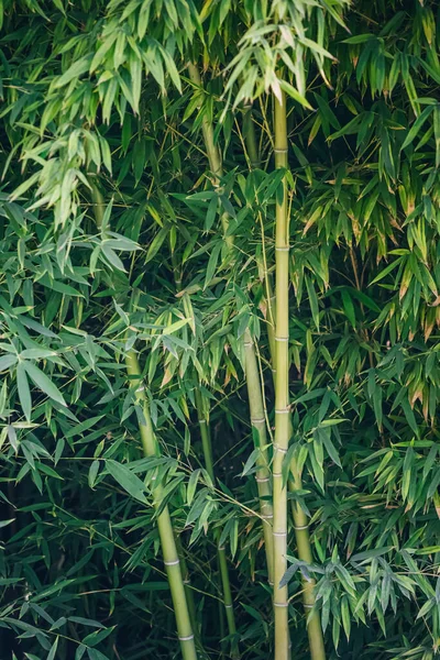 Бамбуковая Роща Штабелем Стволов Богатым Зеленым Цветом Листьев Качестве Фона — стоковое фото