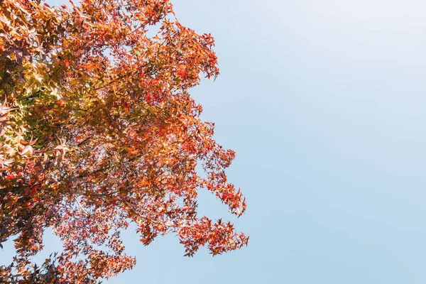 Şehir Parkında Sonbahar Sarısı Yapraklarının Ruh Hali Fotoğrafı — Stok fotoğraf