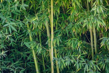 Bambu koruluğu, ağaç gövdeleri ve yaprakların zengin yeşil renginde arka plan ya da doku olarak.