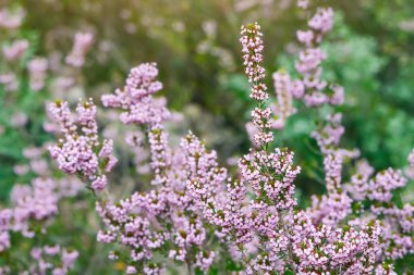 Parkta soluk pembe çiçekli Heather çiçek açar.