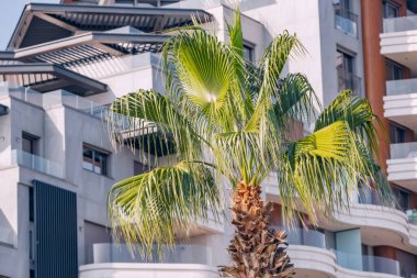 Bir daire ya da otelin arka planında bir palmiye ağacı. Tropikal tatil köyünde gayrimenkul