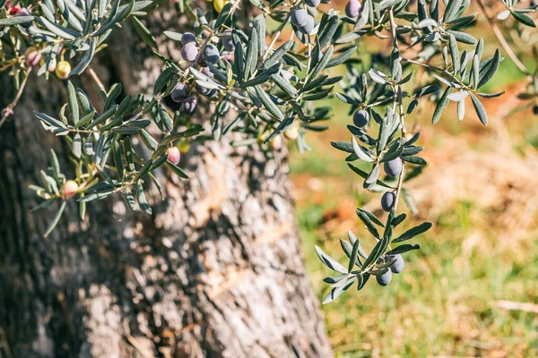 Erleben Sie Die Freude Oliven Direkt Von Den Zweigen Pflücken — Stockfoto