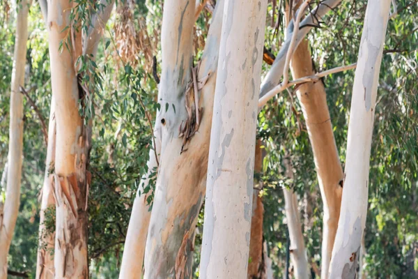 Eucalyptus Tree Natural Background Texture — Stock Photo, Image