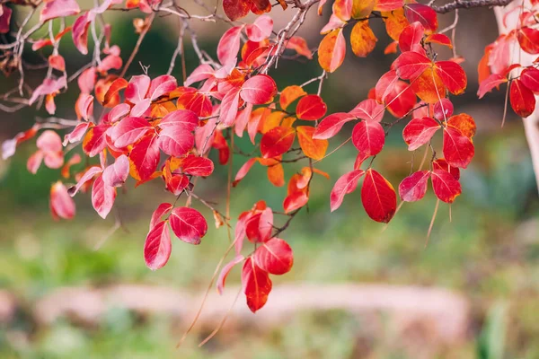 Şehir Parkında Sonbahar Sarısı Yapraklarının Ruh Hali Fotoğrafı — Stok fotoğraf