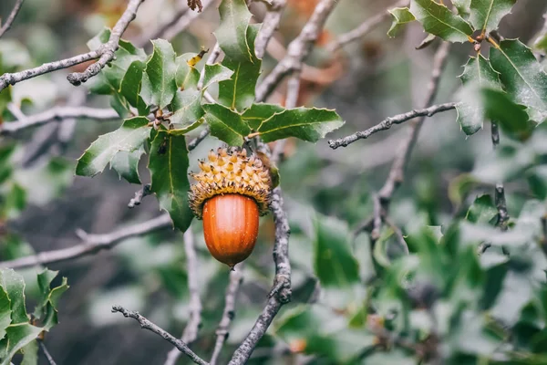 stock image Vibrant Kermes oak leaves cascade gracefully from the branches, framing the scene as they dance alongside the acorns, forming an enchanting tableau.