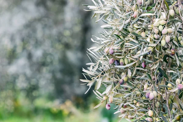 Der Zweig Ist Mit Oliven Verschiedenen Reifegraden Von Hellgrün Bis — Stockfoto