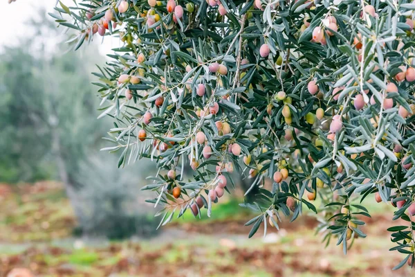 올리브 가지에 다가감에 올리브 열매의 향기가 여러분을 감싸안고 태양이 내리쬐는 — 스톡 사진