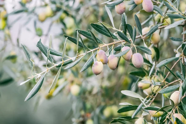 Die Oliven Wiegen Sich Sanft Der Brise Ihre Tiefgrüne Farbe — Stockfoto