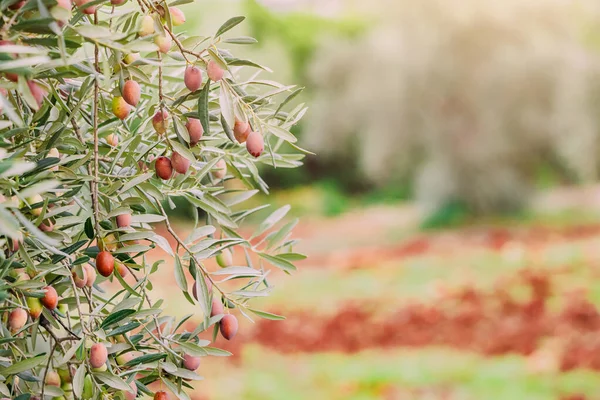 葉や小枝の間で オリーブは自然の光景を提供し 果樹園の本質を捉え オリーブの木の収穫の驚異を体験するようにあなたを招待します — ストック写真