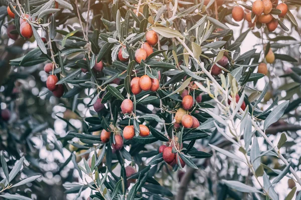 Der Duft Frischer Oliven Erfüllt Die Luft Während Sie Vom — Stockfoto