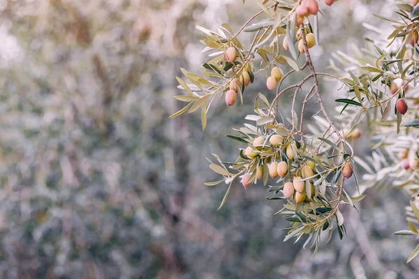 Eine Traube Praller Reifer Oliven Hängt Anmutig Einem Zweig Ihr — Stockfoto