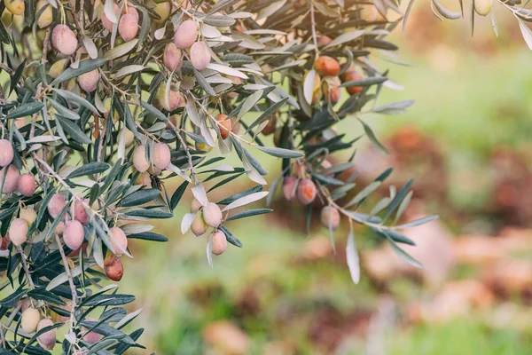 Auf Dem Obstbauernhof Spielt Sich Eine Malerische Szene Oliven Schmücken — Stockfoto