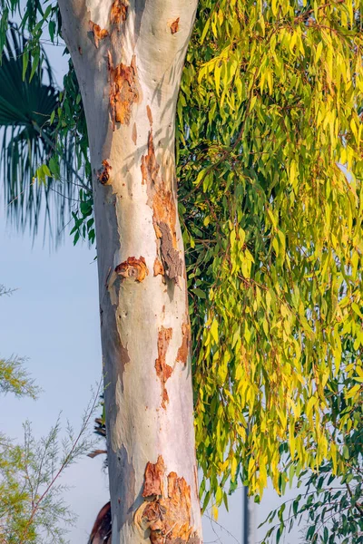 Eucalyptus Tree Sunset Natural Background Texture — Stock Photo, Image
