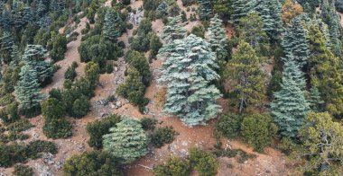 Türkiye 'deki Lycian yolu boyunca dağlardaki eski büyük Lübnan sedir ağacının havadan görünüşü.