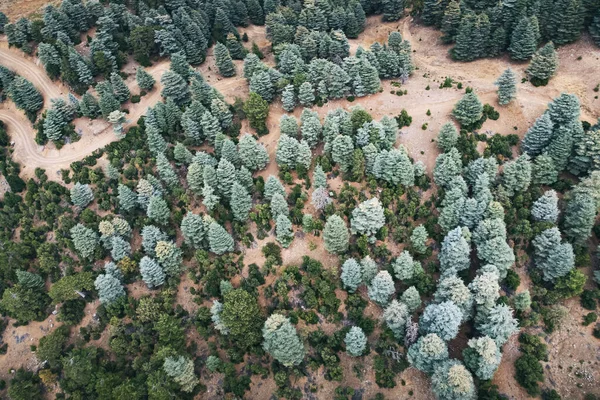 stock image Aerial view of wild forest with huge Lebanon cedar trees in mountains along lycian way in Turkey.