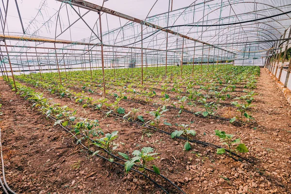 大きな温室で若い緑の芽 農業と野菜栽培 — ストック写真