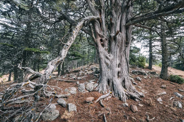 トルコのリュキア道に沿って山の中でレバノン杉の木 — ストック写真