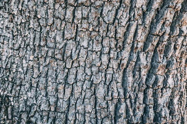 古い大きな木の樹皮は質感と背景として — ストック写真
