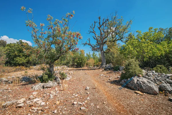 Lycian Way Trail Path Woods — Stock Photo, Image