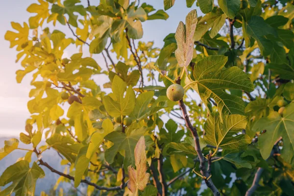 Fig Fruit Tree Rays Setting Sun — Stock Photo, Image