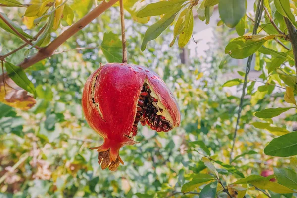 Mogna Och Sönderrivna Pomergranatfrukter Som Hänger Ett Träd Bergsträdgården — Stockfoto