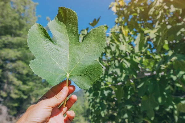 Hand Holding Fig Leaf Tropical Farm — Stock Photo, Image