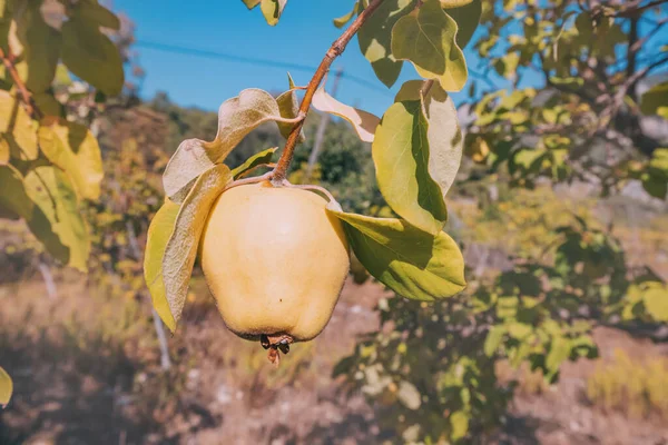 山の景色に対する農場や庭で美しい木の若い果物 — ストック写真