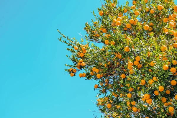 Güneşli Bir Günde Portakal Mandalina Meyvelerinin Olgunlaşması Arkaplanda Boşluk Kopyala — Stok fotoğraf