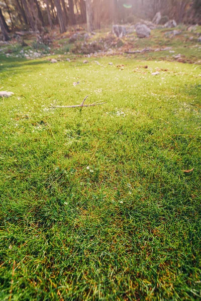 Grönt Gräs Äng Botanisk Trädgård Gräsmatta Fält Koncept — Stockfoto