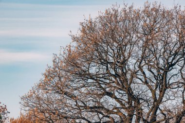 Soğuk bir kış akşamının arka planında, meşe dallarının soyut şekilleri ormanda çarpıcı bir düzen oluşturur.