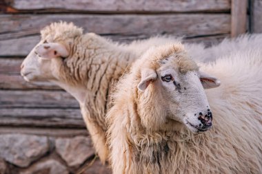 Bir anne koyun, değerli kuzusunu korkusuzca kollar..