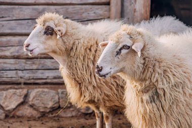 Bir anne koyun, değerli kuzusunu korkusuzca kollar..