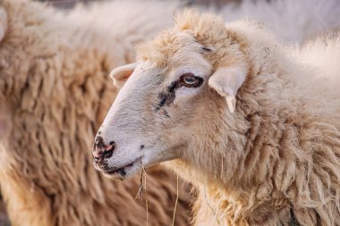 Bir anne koyun, değerli kuzusunu korkusuzca kollar..