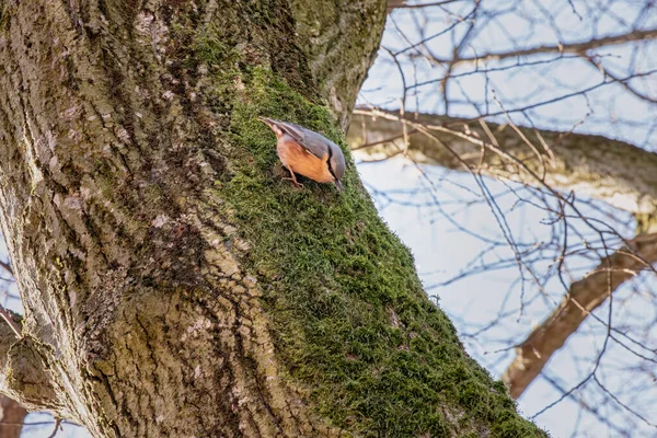 Nuthatch Bird Tree Trunk — Stock Photo, Image