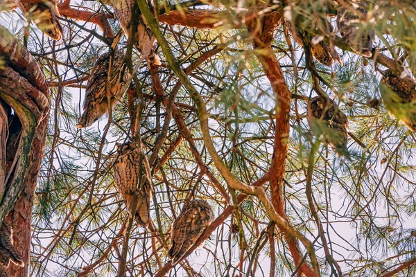 Flock Long Eared Owls Winter Sleeping Day Pine Tree Branch — Stock Photo, Image