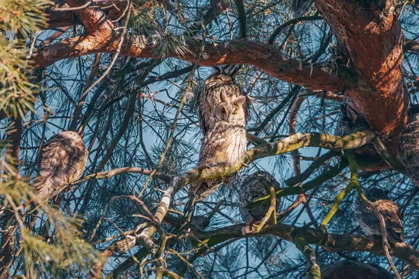 Flock Long Eared Owls Winter Sleeping Day Pine Tree Branch — Stock Photo, Image