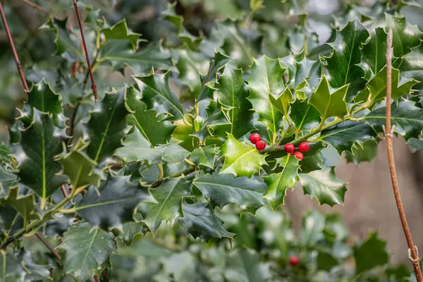 Vibrant Holly Shrub Adorned Red Berries Glossy Green Leaves — Stock Photo, Image