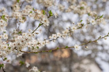 Bahçede, çiçek açan çiçekler, kış uykusundan sonra doğanın uyanışını işaret eder, havayı tatlı kokularıyla doldurur..