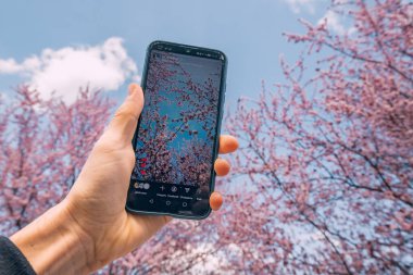 03 Mart 2024 Belgrad, Sırbistan: Instagram için çarpıcı kiraz çiçeği fotoğrafları çekmek için telefon kamerası, doğanın güzelliğini sosyal medya paylaşımıyla harmanlıyor.