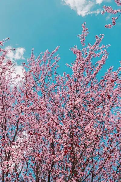 Mavi gökyüzünün arka planında, çiçek açan bir kiraz ağacı, pembe ve beyaz tonlarıyla bahar manzarasını resmediyor..